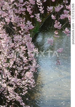 River and pink cherry blossoms River and pink cherry blossoms 131721266
