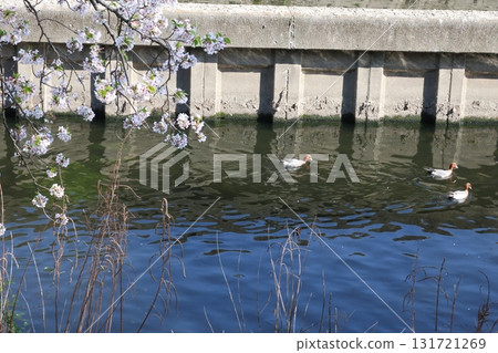 河中游弋的鳥兒和櫻花 131721269