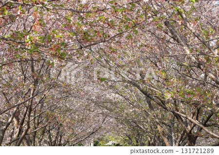 Cherry blossoms in full bloom that herald the arrival of spring Cherry blossoms in full bloom that herald the arrival of spring 131721289