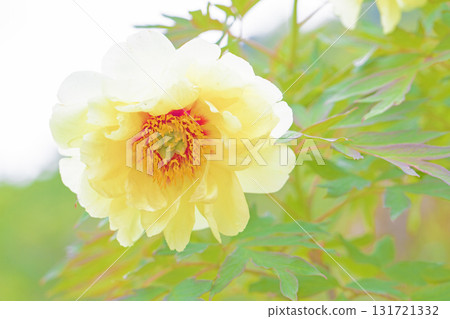 The flowers around the house, various in all seasons, and the trees in the peony garden are bathed in the soft spring light, their beautiful yellow flowers shining. 131721332