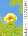 The flowers around the house, various in all seasons, and the trees in the peony garden are bathed in the soft spring light, their beautiful yellow flowers shining. 131721364