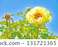 The flowers around the house, various in all seasons, and the trees in the peony garden are bathed in the soft spring light, their beautiful yellow flowers shining. 131721365