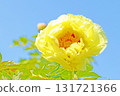 The flowers around the house, various in all seasons, and the trees in the peony garden are bathed in the soft spring light, their beautiful yellow flowers shining. 131721366