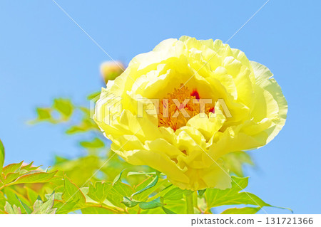 The flowers around the house, various in all seasons, and the trees in the peony garden are bathed in the soft spring light, their beautiful yellow flowers shining. 131721366