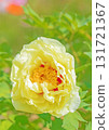 The flowers around the house, various in all seasons, and the trees in the peony garden are bathed in the soft spring light, their beautiful yellow flowers shining. 131721367