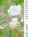 The flowers around the house, various in all seasons, and the trees in the peony garden are shining beautifully white in the soft spring light. 131721370