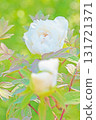 The flowers around the house, various in all seasons, and the trees in the peony garden are shining beautifully white in the soft spring light. 131721371