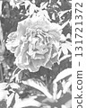 The flowers around the house, various in all seasons, and the trees in the peony garden are shining beautifully white in the soft spring light. 131721372