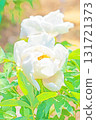 The flowers around the house, various in all seasons, and the trees in the peony garden are shining beautifully white in the soft spring light. 131721373