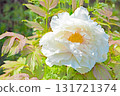 The flowers around the house, various in all seasons, and the trees in the peony garden are shining beautifully white in the soft spring light. 131721374