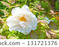 The flowers around the house, various in all seasons, and the trees in the peony garden are shining beautifully white in the soft spring light. 131721376