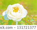 The flowers around the house, various in all seasons, and the trees in the peony garden are shining beautifully white in the soft spring light. 131721377