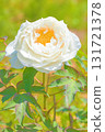 The flowers around the house, various in all seasons, and the trees in the peony garden are shining beautifully white in the soft spring light. 131721378