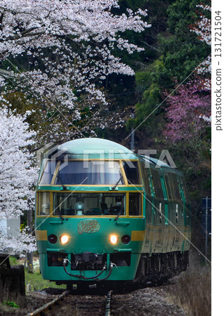   Cherry blossoms and train 131721504