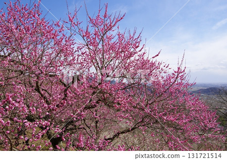 Red plum blossoms in the plum grove on Mount Tsukuba 131721514