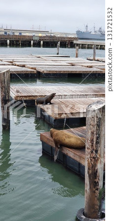 Sea lions screaming and relaxing on San Francisco Pier. Mobile photography, real candid phone snapshot Sea lions screaming and relaxing on San Francisco Pier. Mobile photography, real candid phone snapshot 131721532