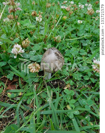 生長在關東地區草原的蘑菇 131721579