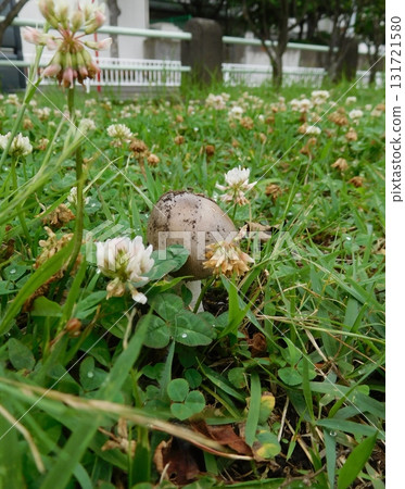 Mushrooms that grow in the grasslands of the Kanto region 131721580