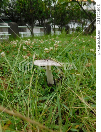Mushrooms that grow in the grasslands of the Kanto region 131721668