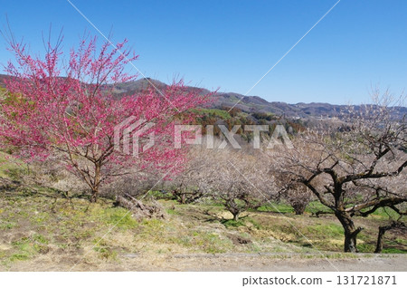 秋間梅林的紅白梅花 131721871