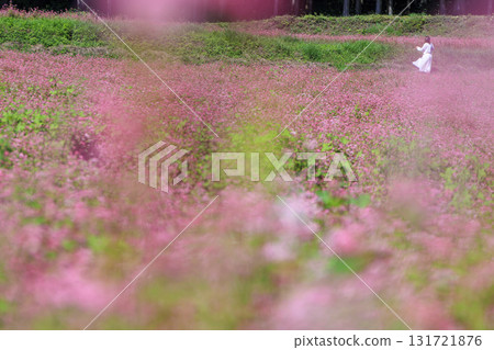 A woman strolling through a field of red buckwheat flowers (Minowa Town, Akasoba Village) A woman strolling through a field of red buckwheat flowers (Minowa Town, Akasoba Village) 131721876