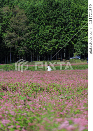 A woman strolling through a field of red buckwheat flowers (Minowa Town, Akasoba Village) 131721879