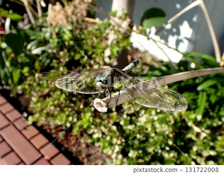Male white-tailed skimmer Male white-tailed skimmer 131722008