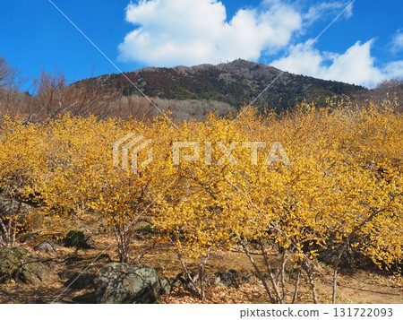 筑波山和蠟梅花 筑波山和蠟梅花 131722093