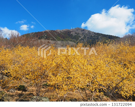 筑波山和蠟梅花 131722094