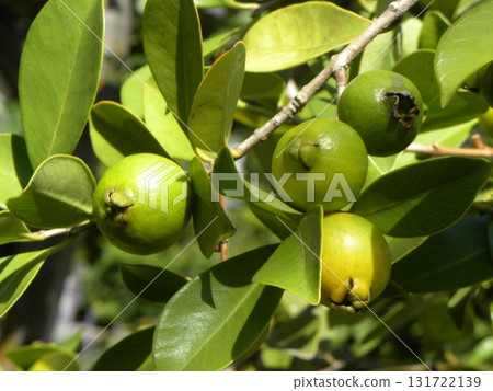 Guava fruit ready for harvest 131722139