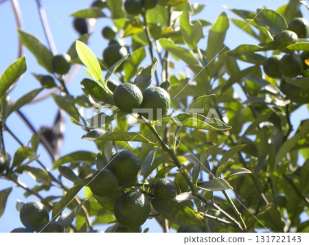 深綠色未成熟金橘果實，果實多 131722143
