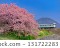 Kawazu cherry blossoms and diesel railcars on the Hitahikosan Line 131722283