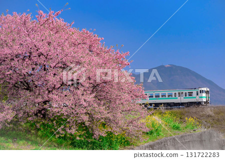 Kawazu cherry blossoms and diesel railcars on the Hitahikosan Line Kawazu cherry blossoms and diesel railcars on the Hitahikosan Line 131722283