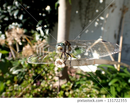 鹽卡拉蜻蜓男 131722355