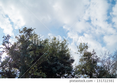 tree, arboreal, blue sky 131722381