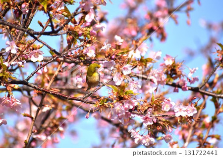 The sun is dazzling at Morigasaki Ryokukaen in early spring 131722441