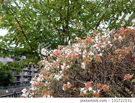 Large Hawk Moth Abelia Large Hawk Moth Abelia 131722531