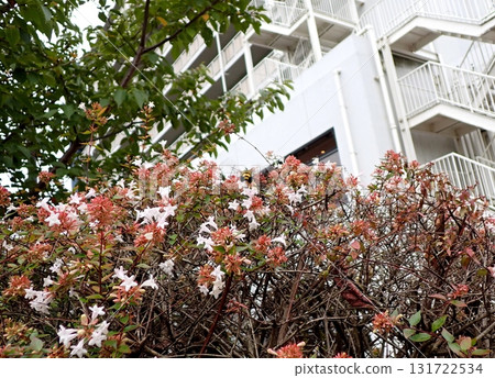 大天蛾 Abelia 131722534