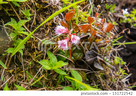 Rock jasmine flowers blooming along the hiking trail of Mt. Ofuna Rock jasmine flowers blooming along the hiking trail of Mt. Ofuna 131722542