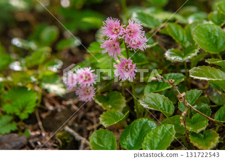 Rock jasmine flowers blooming along the hiking trail of Mt. Ofuna Rock jasmine flowers blooming along the hiking trail of Mt. Ofuna 131722543
