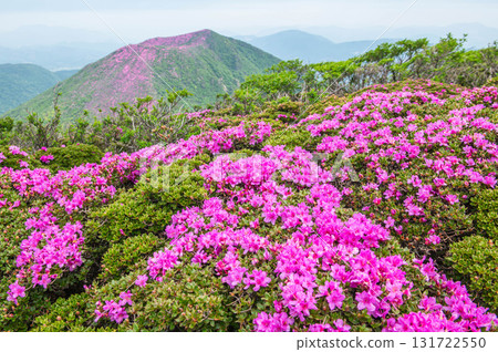 從大船山登山道看到的三山卷杜鵑花 從大船山登山道看到的三山卷杜鵑花 131722550