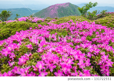 從大船山登山道看到的三山卷杜鵑花 131722551