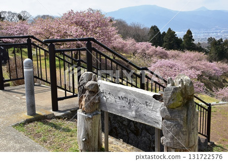 神奈川縣大井町大井夢之裡的河津櫻花盛開，步道和美景 131722576