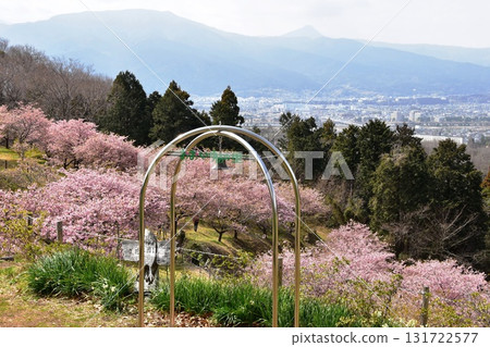 神奈川縣大井町大井夢之裡的河津櫻花盛開的景色 131722577