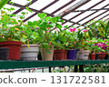 greenhouse with pots of flowers and plants, landscaping of the nursery 131722581