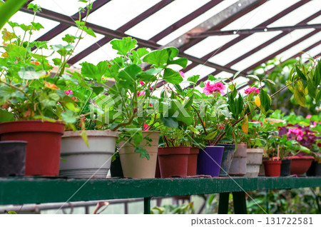greenhouse with pots of flowers and plants, landscaping of the nursery 131722581