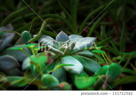 echeveria, houseplant in the botanical garden, stone rose selective focus echeveria, houseplant in the botanical garden, stone rose selective focus 131722582