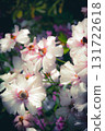 白花圖像 131722618