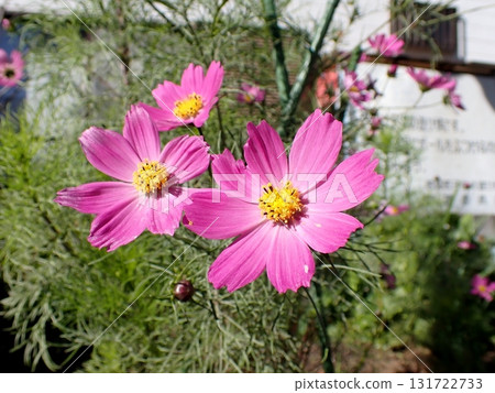 Cosmos Cosmos 131722733