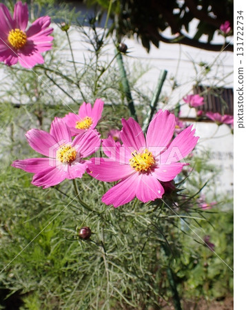 Cosmos Cosmos 131722734